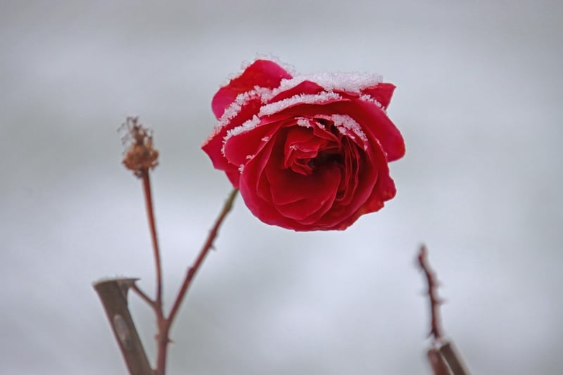 Flowers in Garden